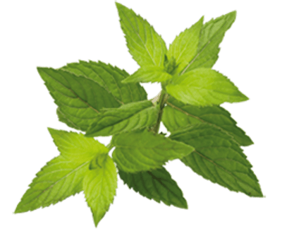 Stevia planta 1